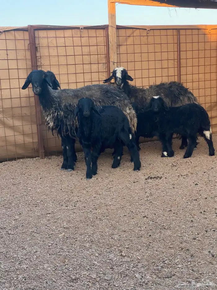 نعاج صحتهن شرط 0