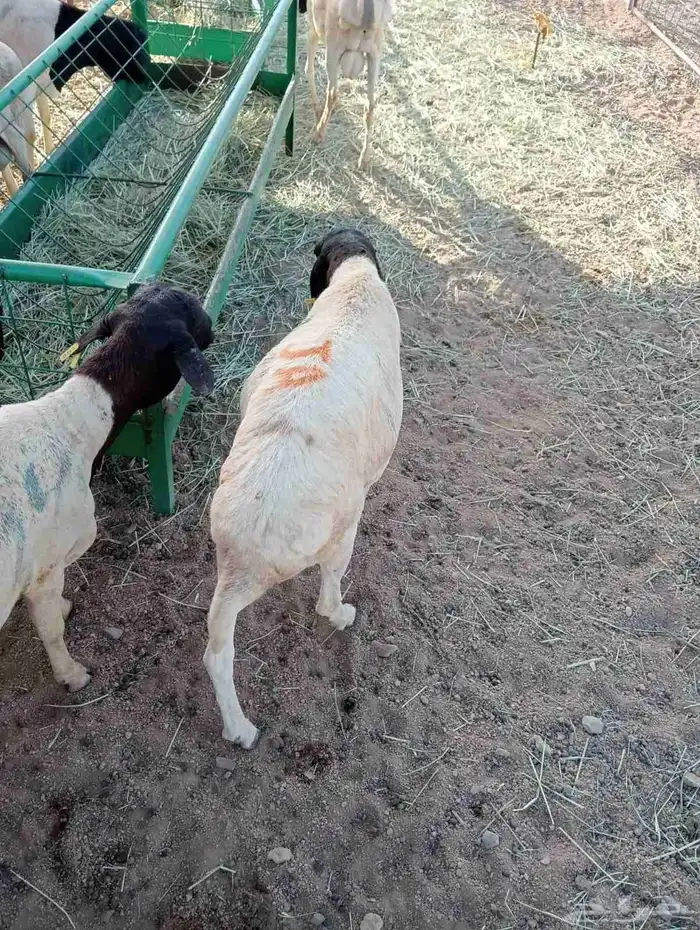 برابر صوماليه 6