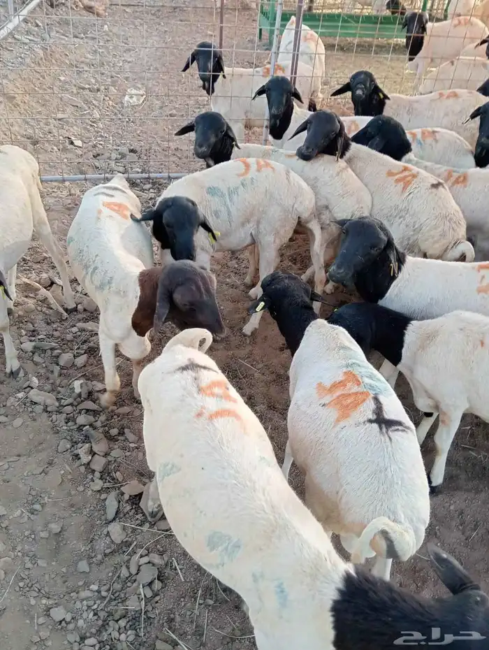 برابر صوماليه 8