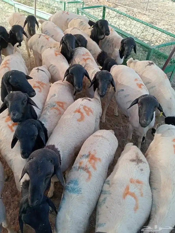 برابر صوماليه 1