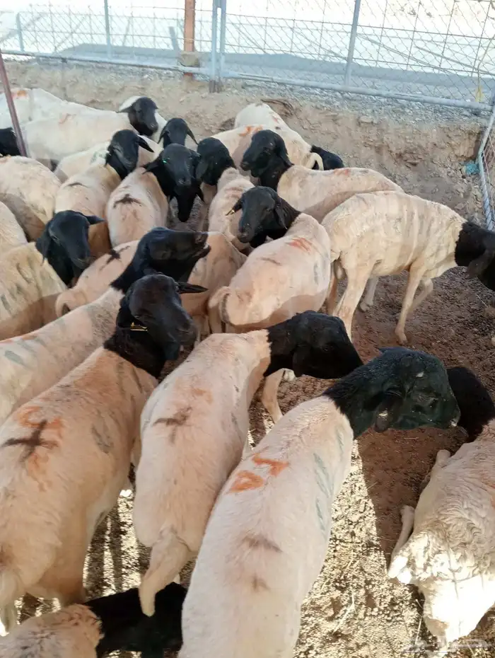 برابر صوماليه 9