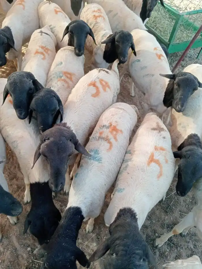 برابر صوماليه 3