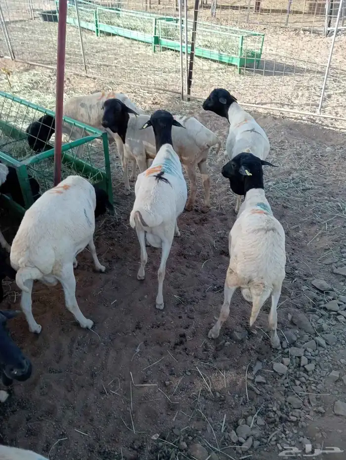 برابر صوماليه 7