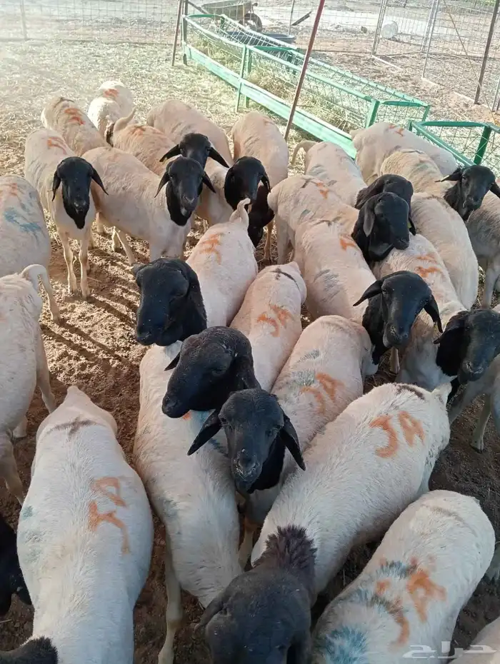 برابر صوماليه 5