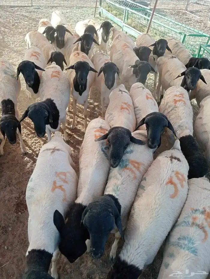 برابر صوماليه 2