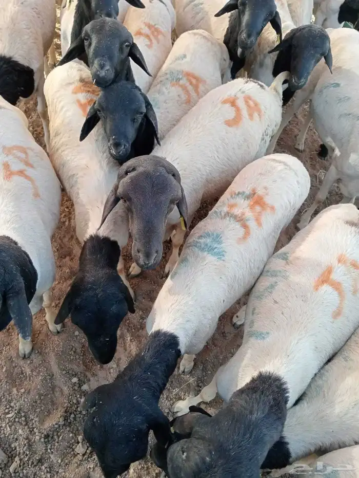 برابر صوماليه 4