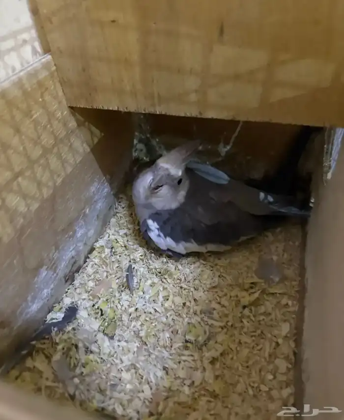 كروان هولندي 0