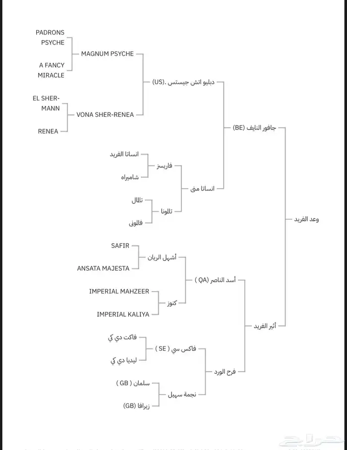 فرس واهو مكس فاخره 5