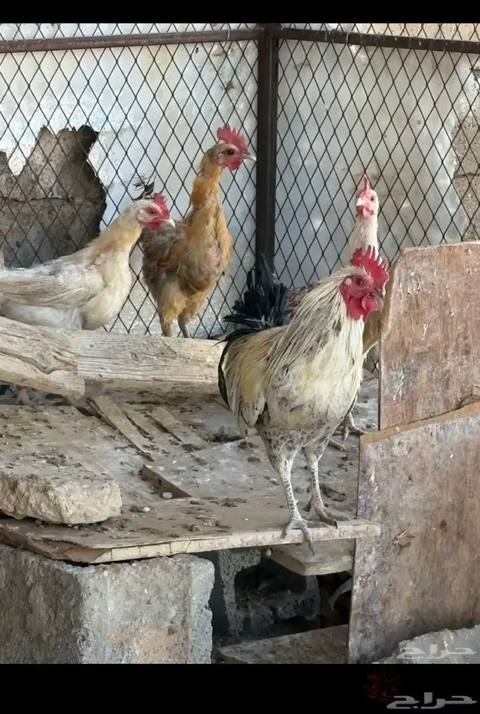 دجاج بياض للبيع مع ديك 1