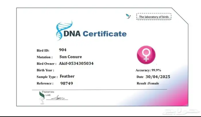 جوز لوري بلاك كاب منتج 4