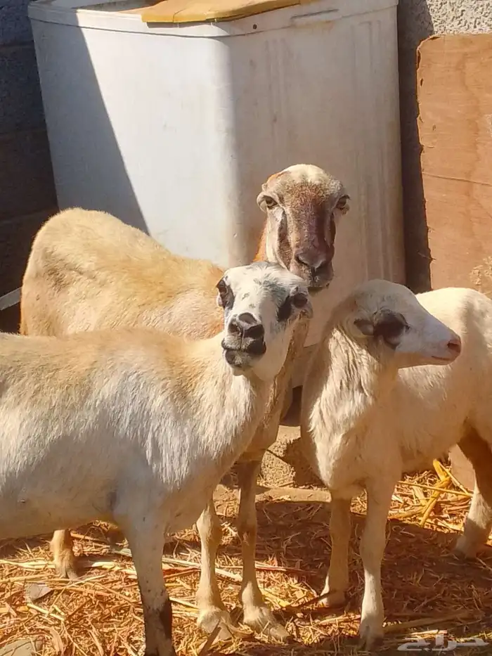 نعجه منتوج ونعجه قروب 0