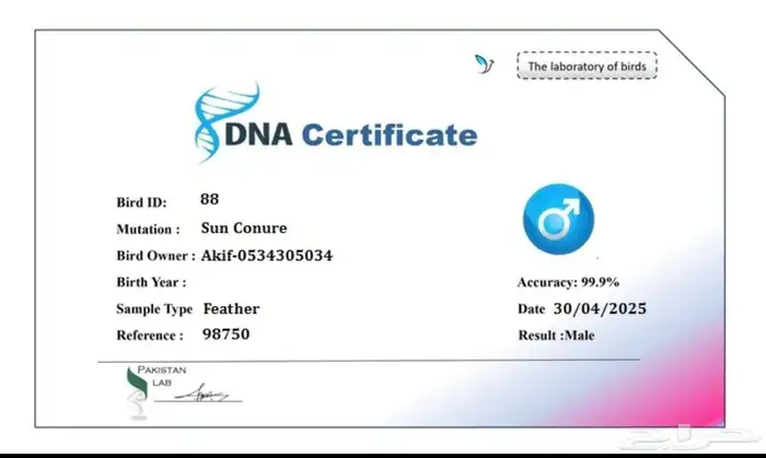 جوز لوري بلاك كاب منتج 3