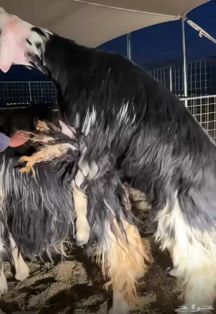 فحل نجدي خصم 3