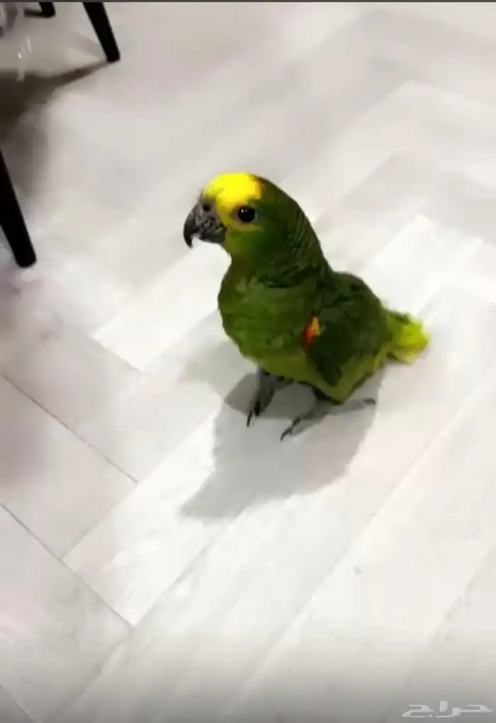 زوج بلوفرونتد منتج 6