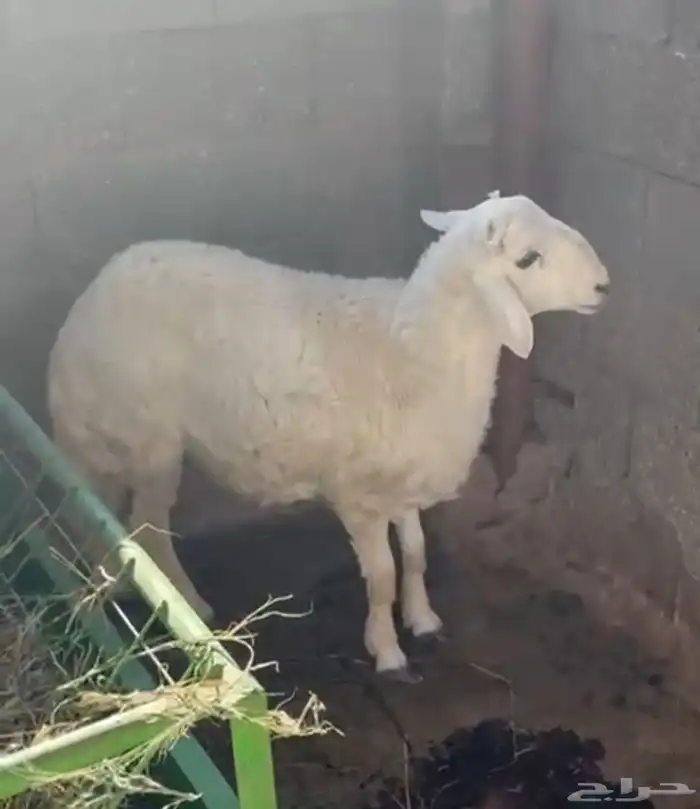 للبيع خروف حري طيب مغلق عمره حدود 5 شهور 1