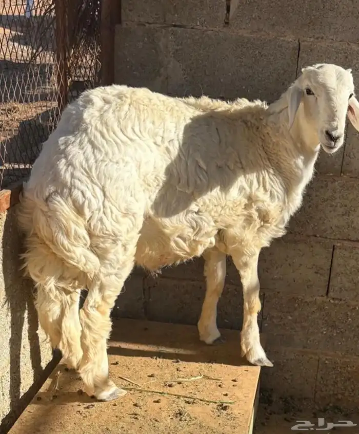 للبيع خروف حري طيب مغلق عمره حدود 5 شهور 0