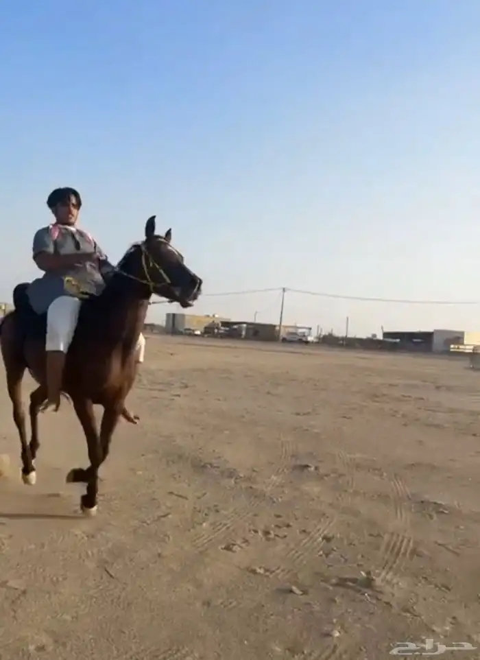 فرس واهو لقح 1