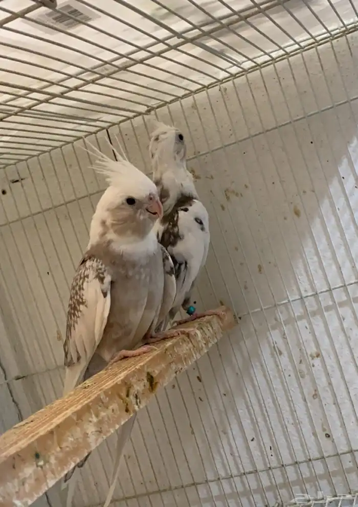 زوج هولندي . منتج 1