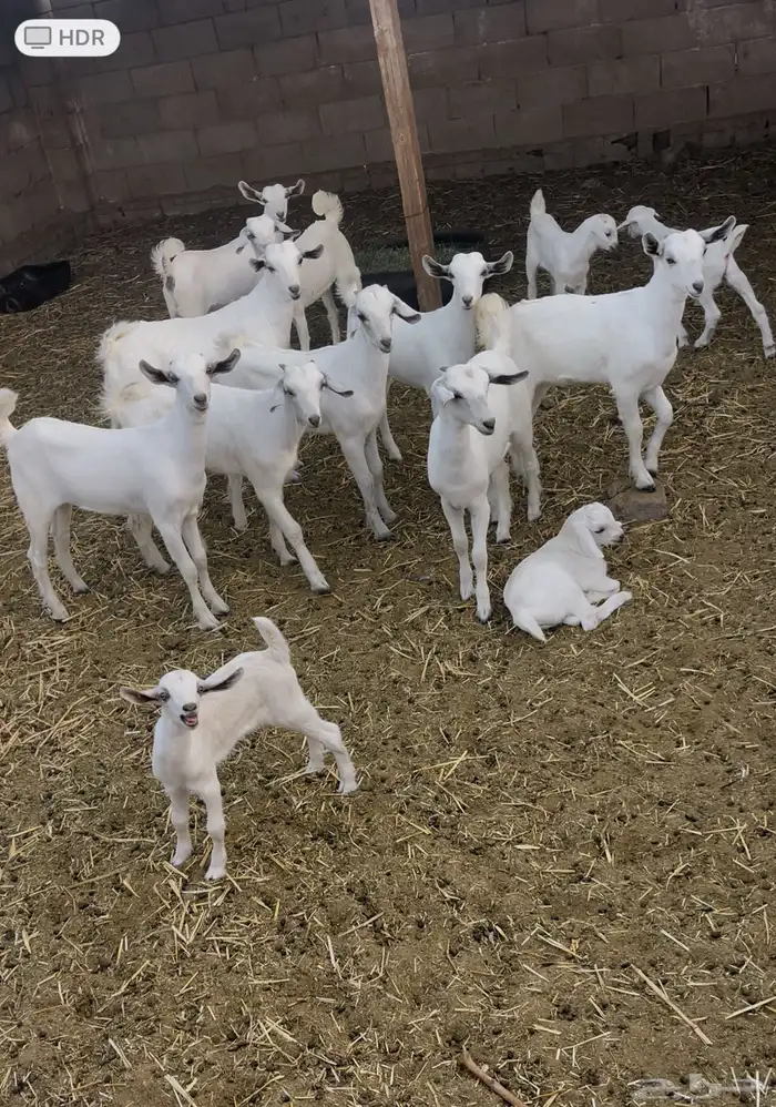 معزى بيشيات شبب بالفحل للبيع التواصل واتساب 11