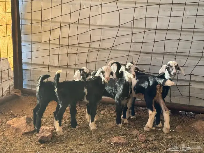 معزاء ولد. 5