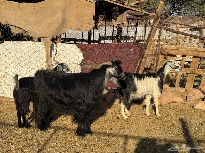 معزاء ولد. 3