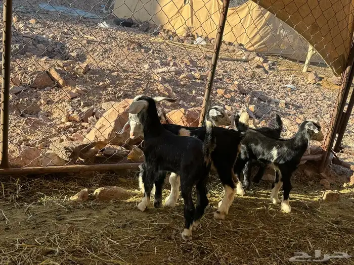 معزاء ولد. 4