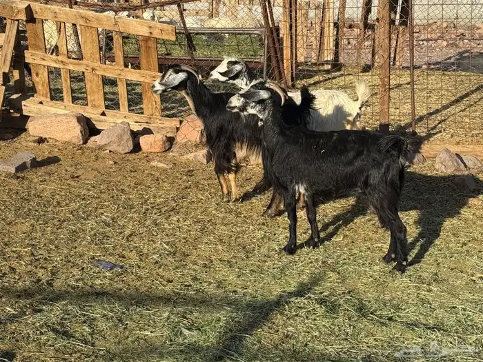 معزاء ولد. 2