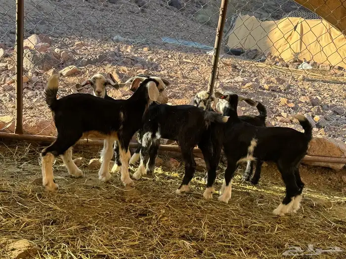 معزاء ولد. 7