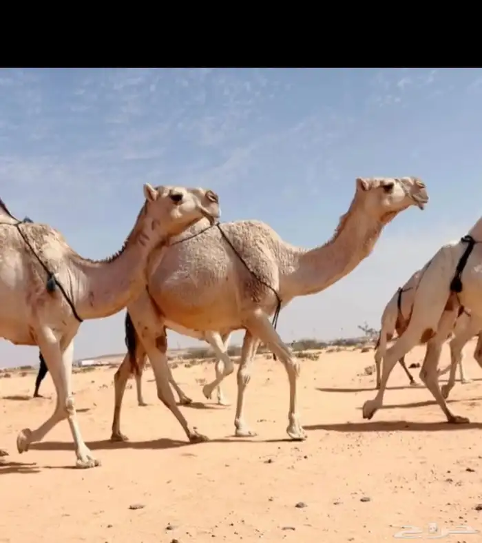 البل الكفووو 1