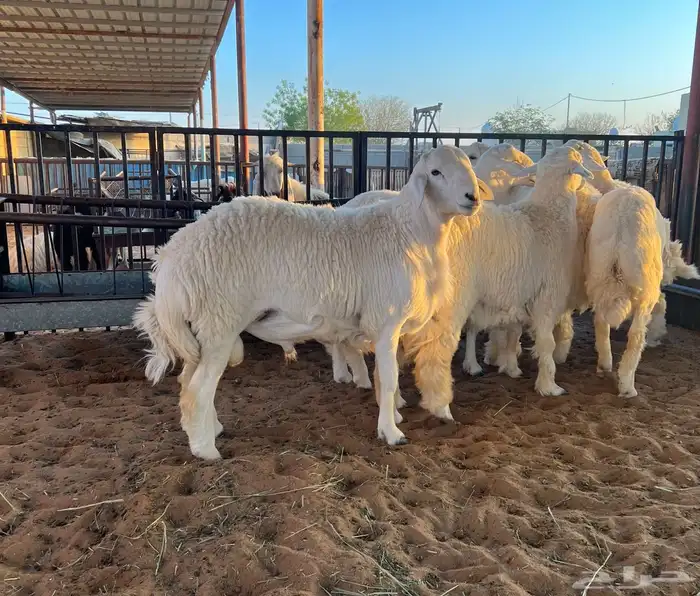 للبيع بهم حري فل شحم 0