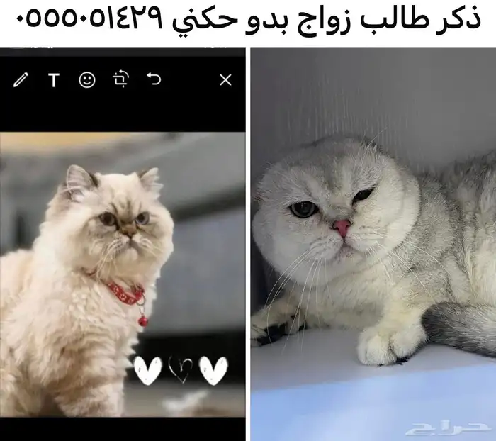 اوتيل قطط جدة وطيور 1