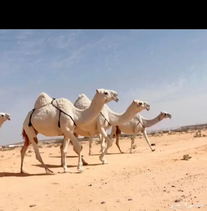 البل الكفووو 0