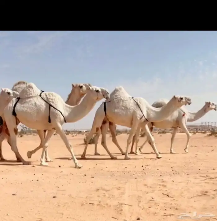 البل الكفووو 3