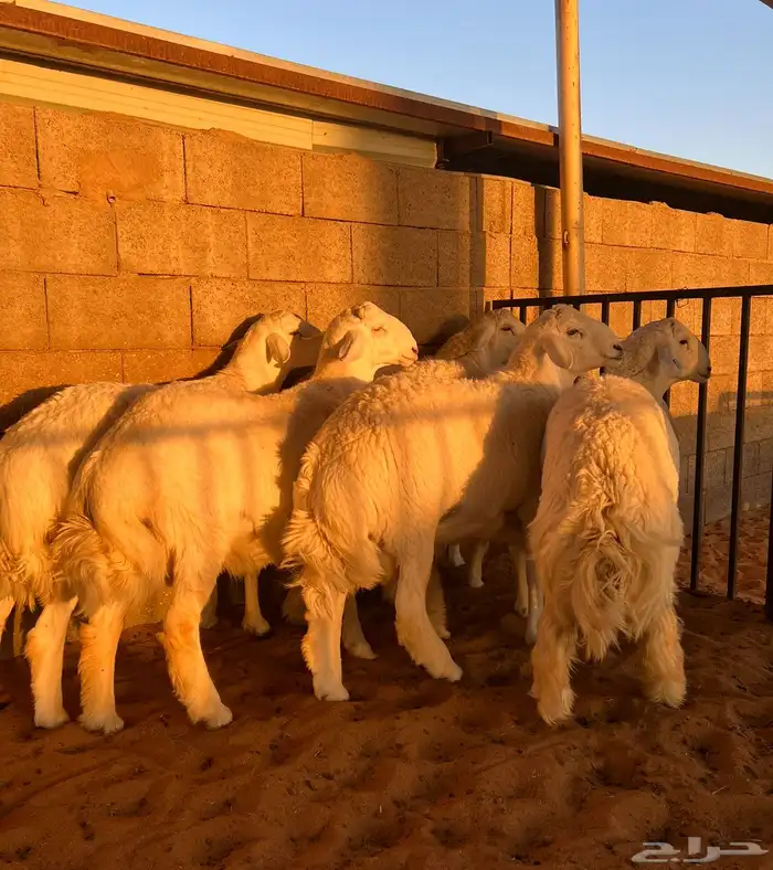 للبيع بهم حري فل شحم 1