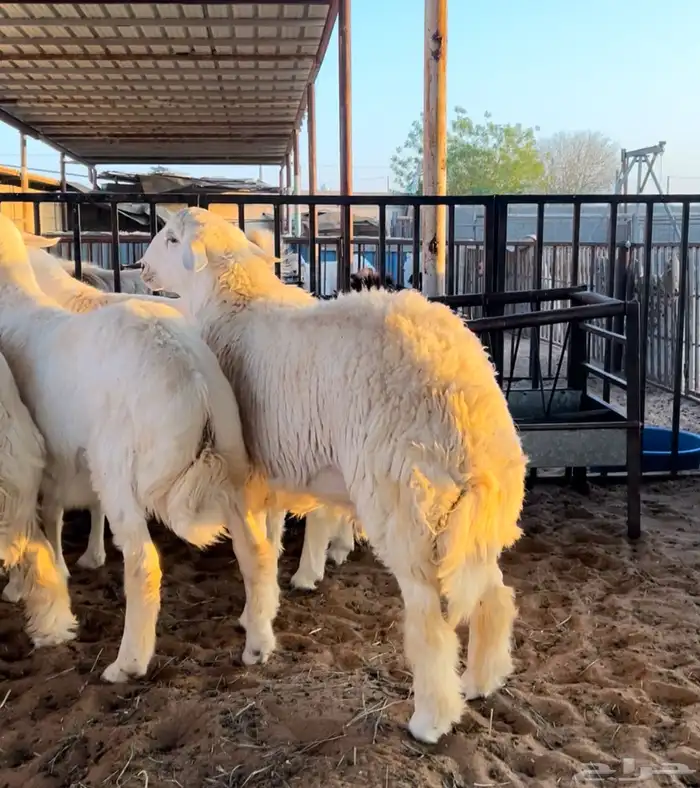 للبيع بهم حري فل شحم 2