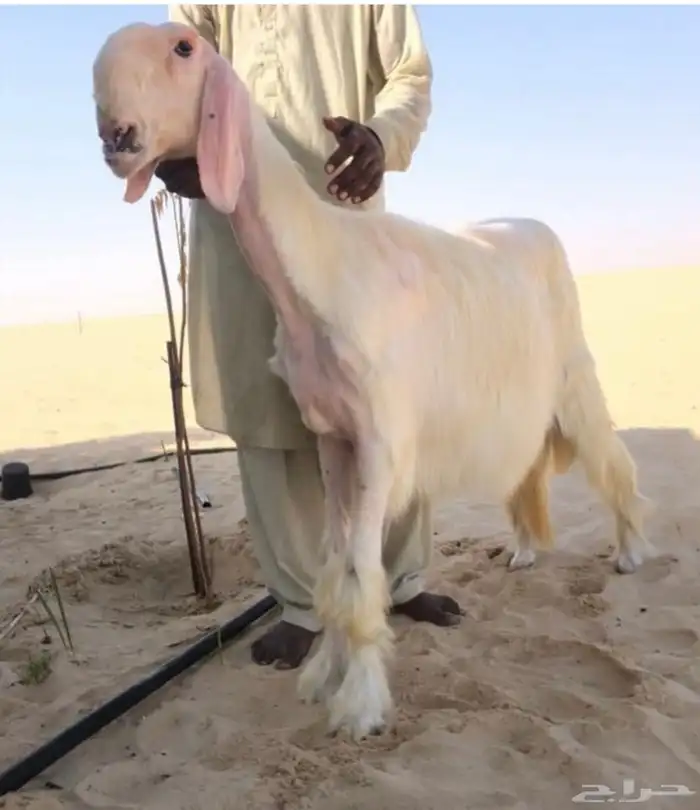 مشروع فحل نادر 0