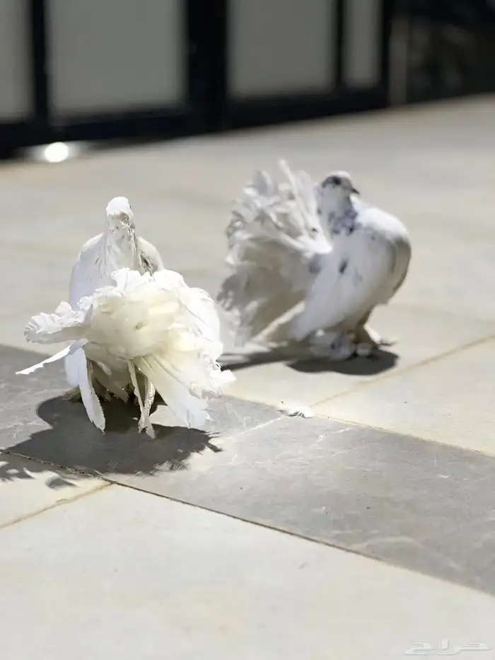 حمام رقاص هندي 3