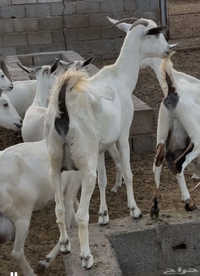 معزى بيشيات شبب بالفحل للبيع التواصل واتساب 8