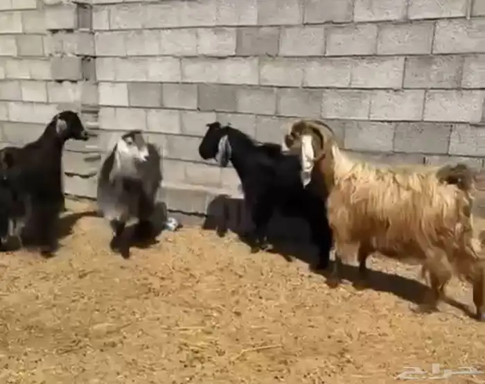 معزاء تم البيع 1