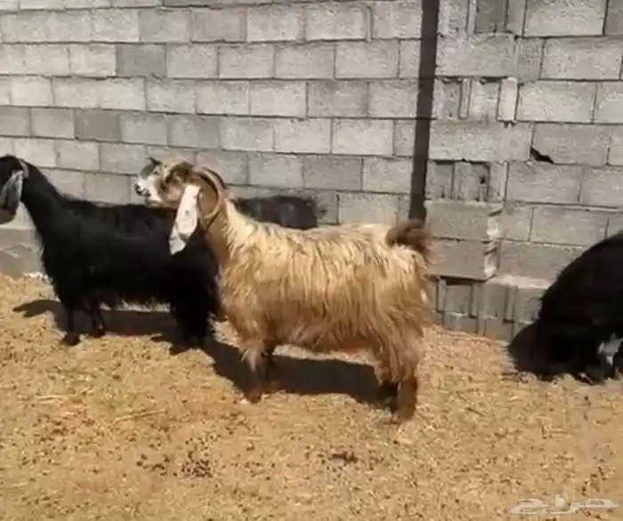 معزاء تم البيع 4