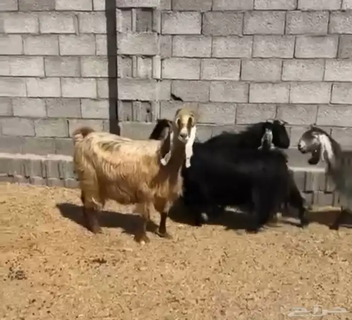 معزاء تم البيع 0