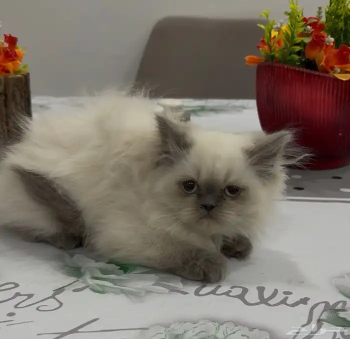 ذكر وأنثى هملايا للتبني 2