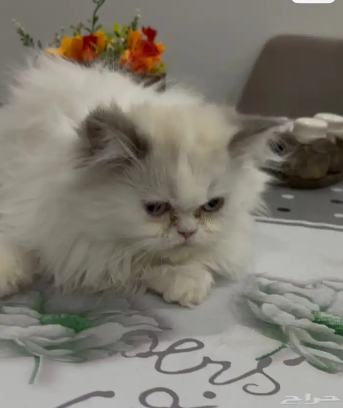 ذكر وأنثى هملايا للتبني 4