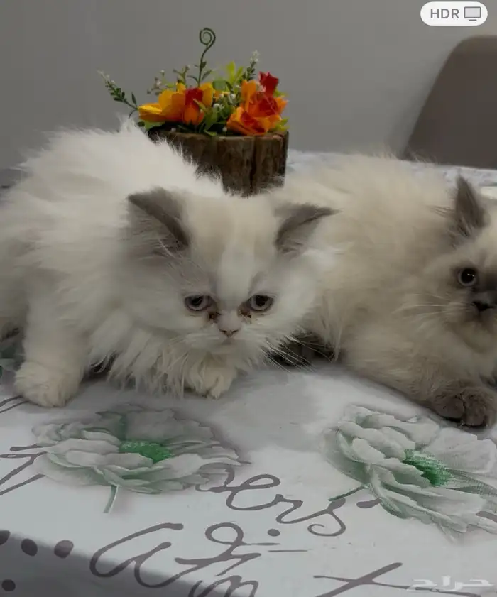 ذكر وأنثى هملايا للتبني 5