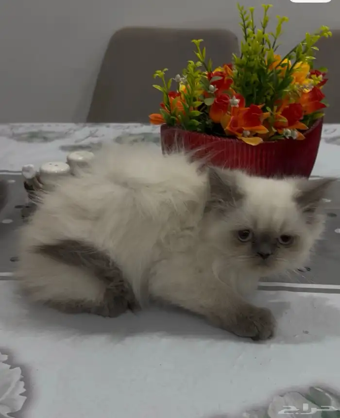 ذكر وأنثى هملايا للتبني 0