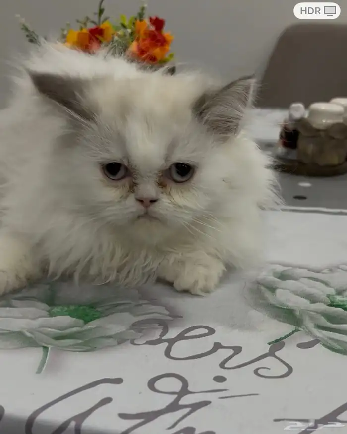 ذكر وأنثى هملايا للتبني 3