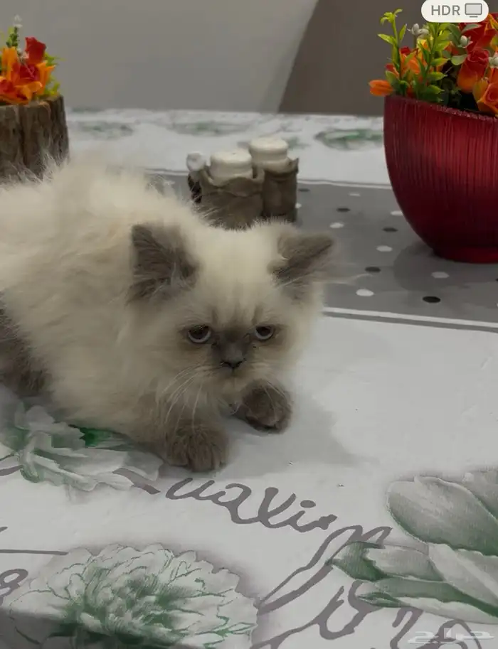 ذكر وأنثى هملايا للتبني 1