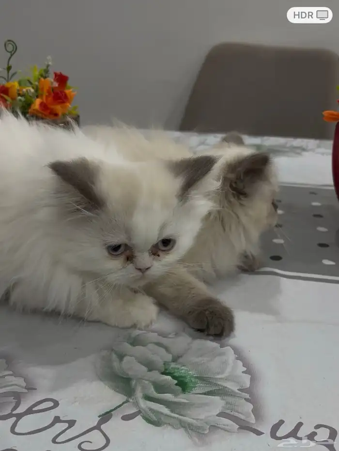 ذكر وأنثى هملايا للتبني 6