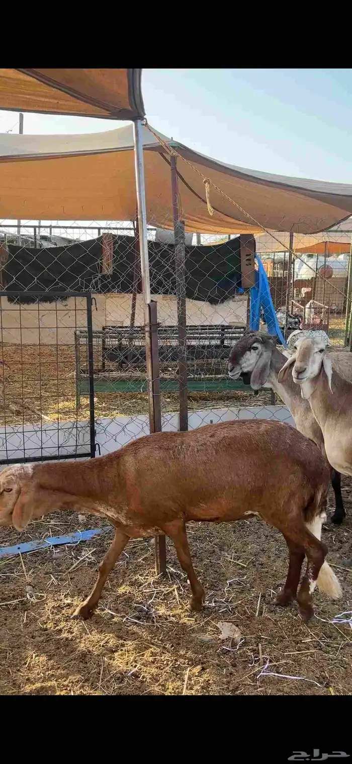 ضامين سواكن درمنيات صنف بفحلها مراح واحد 7