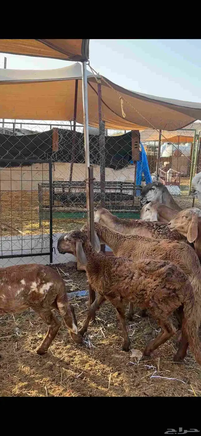 ضامين سواكن درمنيات صنف بفحلها مراح واحد 6